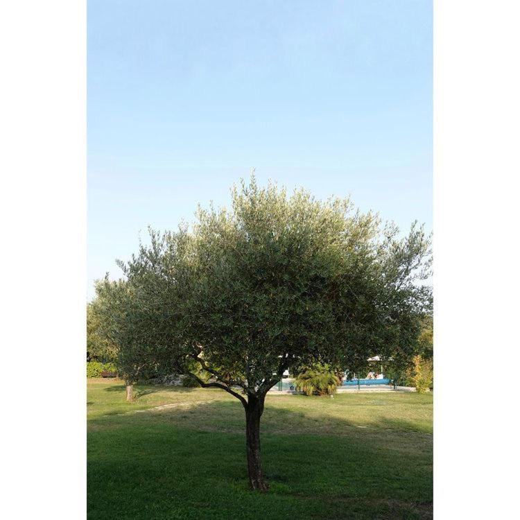 La Residence Du Moulin Tourrettes-sur-Loup Εξωτερικό φωτογραφία